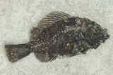 Framed Fossil Fish (Cockerellites) - Wyoming #143991-2